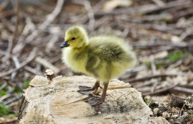 Kanada kazlar üzerinde bir güdük bir şirin komik piliç güzel izole görüntüsü