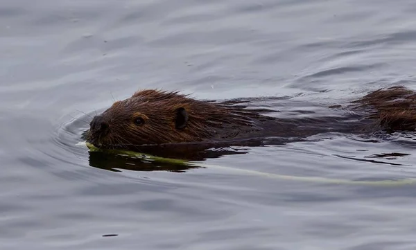 Schönes isoliertes Bild eines im See schwimmenden Bibers — Stockfoto