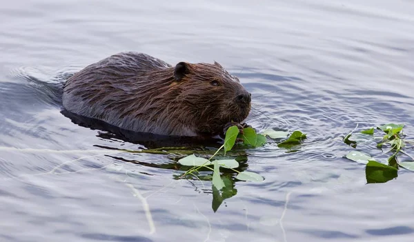 Schönes isoliertes Bild eines Bibers, der Blätter im See frisst — Stockfoto