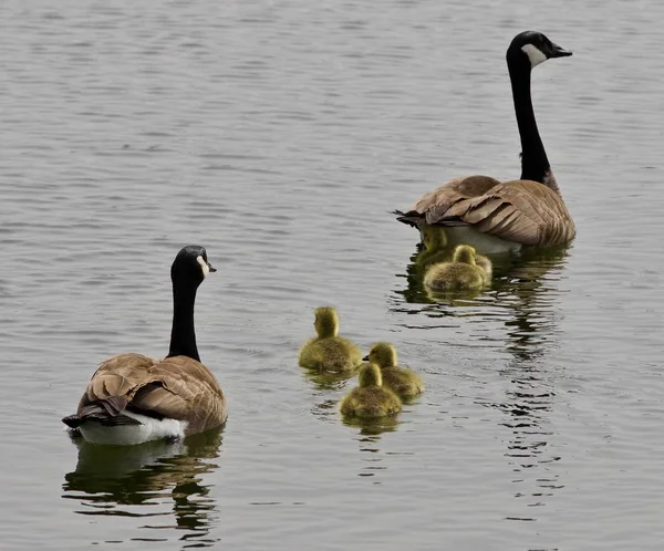 Beautiful isolated photo of a young family of Canada geese swimming — Stock Photo, Image