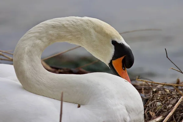 Beautiful isolated photo of a mute swan in the nest — Stock Image Beautiful isolated photo of a mute swan in the nest Royalty Free Stock Photos