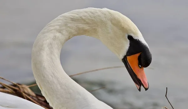 Beautiful isolated photo of a strong mute swan — Stock Image Beautiful isolated photo of a strong mute swan Stock Picture