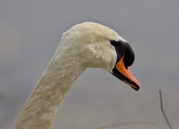 Beautiful isolated photo of a mute swan in the nest — Stock Image Beautiful isolated photo of a mute swan in the nest Stock Photo