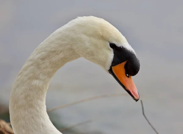 Beautiful isolated photo of a mute swan in the nest — Stock Image Beautiful isolated photo of a mute swan in the nest Royalty Free Stock Images