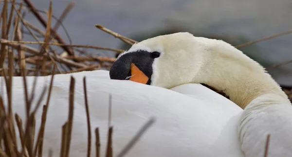 Beautiful isolated photo of a mute swan in the nest — Stock Image Beautiful isolated photo of a mute swan in the nest Stock Image