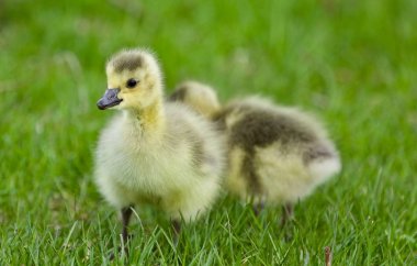 Kanada kazlar, iki sevimli komik piliçle güzel arka plan