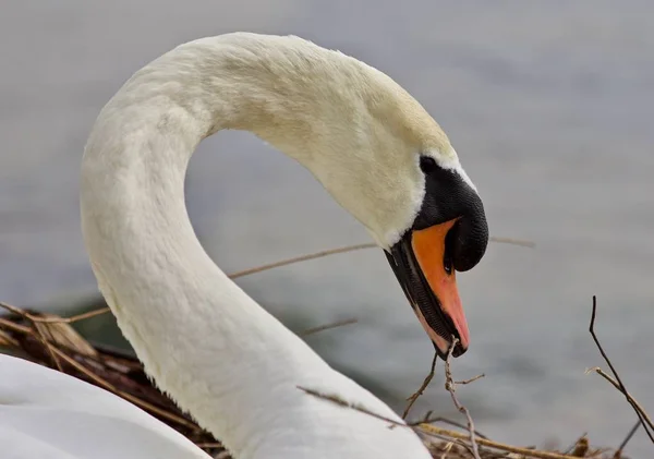 Beautiful isolated photo of a mute swan constructing the nest — Stock Photo, Image