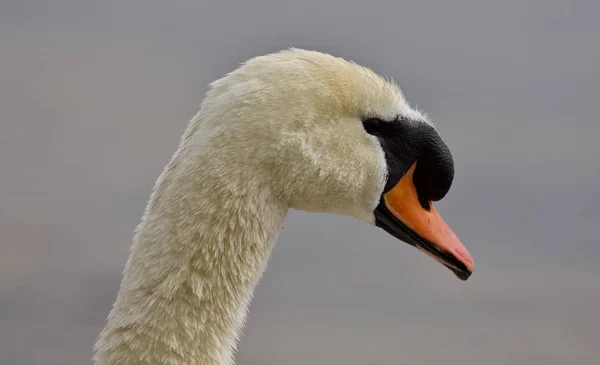 Belo retrato de um cisne mudo forte — Fotografia de Stock