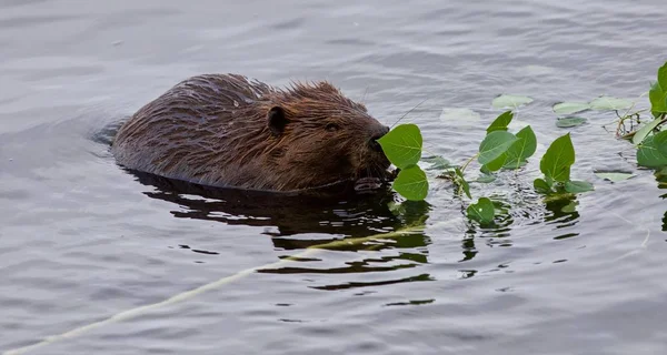 Beautiful isolated picture of a beaver eating leaves in the lake — Stock Photo, Image