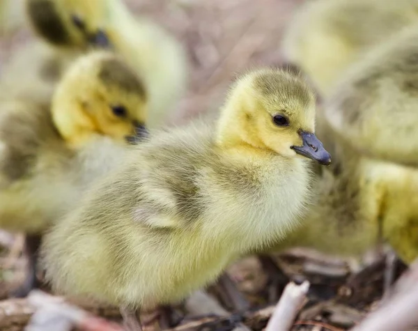 Hermosa foto con varios polluelos divertidos lindos de gansos de Canadá — Foto de Stock