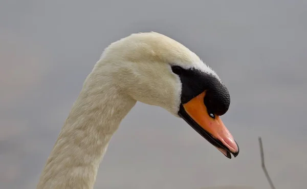 Beautiful background with a strong mute swan — Stock Image Beautiful background with a strong mute swan Stock Image