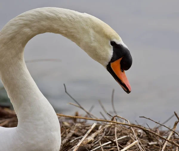 Beautiful isolated photo of a strong mute swan — Stock Image Beautiful isolated photo of a strong mute swan Royalty Free Stock Images