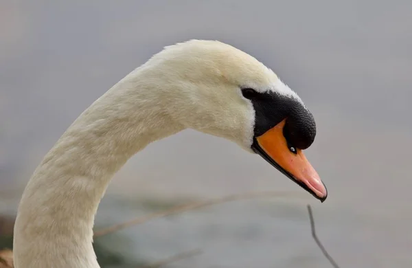 Beautiful portrait of a strong mute swan — Stock Image Beautiful portrait of a strong mute swan Stock Image