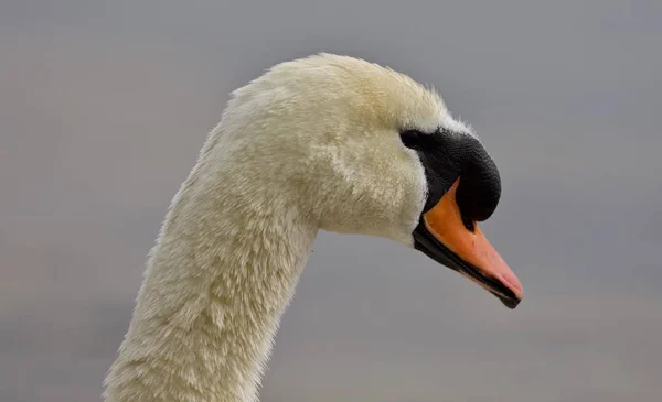 Beautiful portrait of a strong mute swan — Stock Image Beautiful portrait of a strong mute swan Stock Image