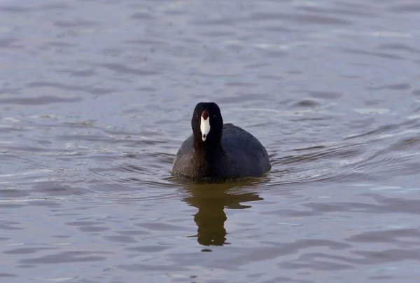 Fundo bonito com incrível coot americano no lago — Fotografia de Stock