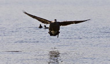 Bir açılış Kanada kaz güzel izole görüntüsü