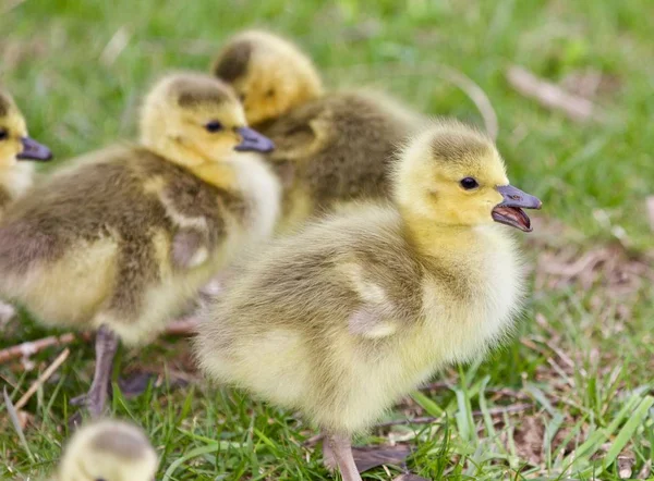 Hermosa imagen con varios polluelos divertidos lindos de gansos de Canadá — Foto de Stock