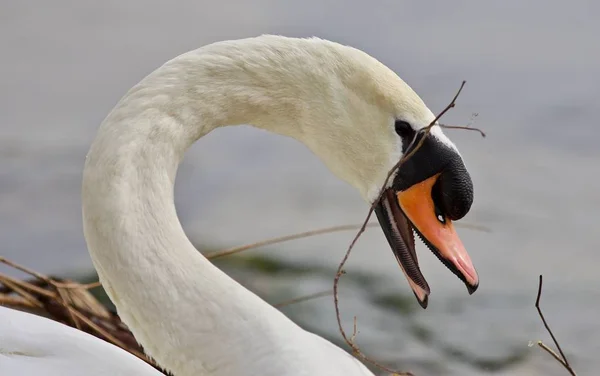 Bela foto isolada de um cisne mudo construindo o ninho — Fotografia de Stock