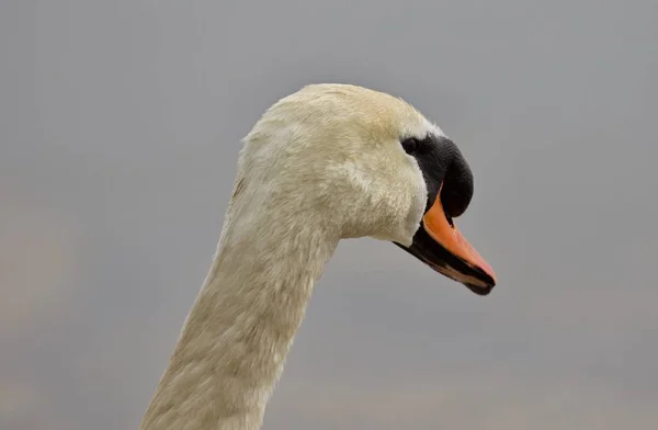 Hermoso fondo con un fuerte cisne mudo — Foto de Stock