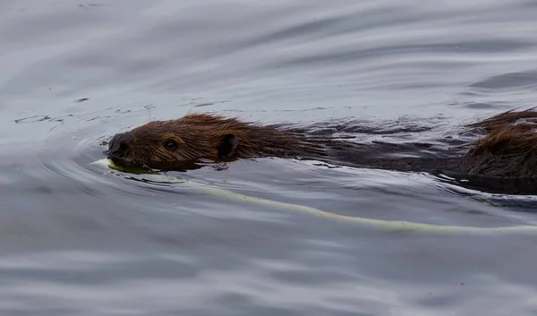 Hermosa foto aislada de un castor nadando en el lago — Foto de Stock