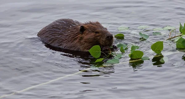 Hermoso fondo con un castor comiendo hojas en el lago — Foto de Stock