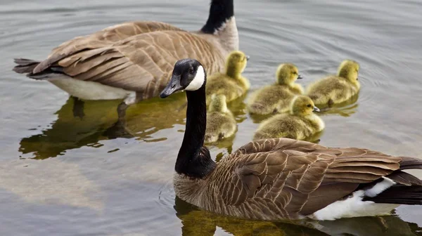 Bela foto isolada de uma jovem família de gansos canadenses nadando — Fotografia de Stock