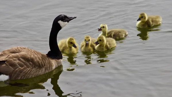 Hermoso fondo con una familia joven de gansos de Canadá natación — Foto de Stock