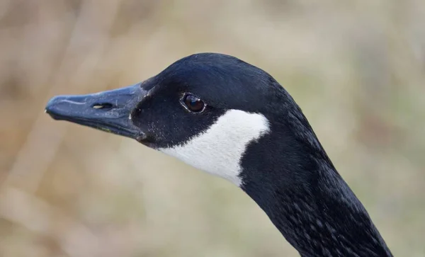 Egy aranyos Kanada liba a tó gyönyörű isolated fénykép — Stock Fotó