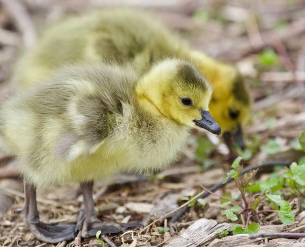 Beautiful isolated photo of two young chicks of Canada geese — Stock Photo, Image
