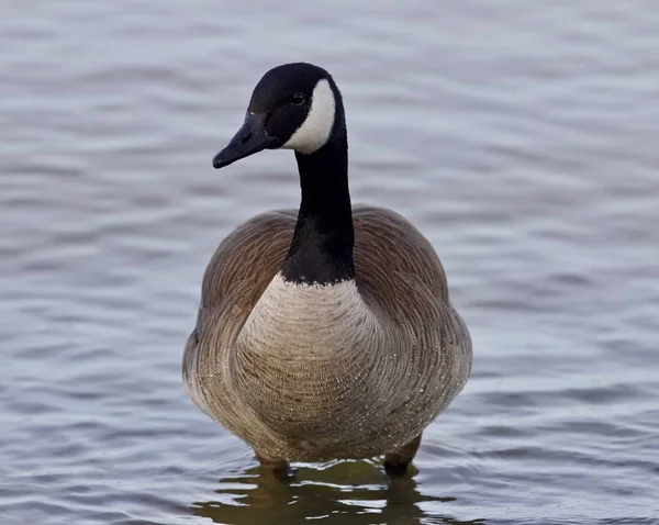 Gyönyörű kép-val egy aranyos kanadai lúd a tóban — Stock Fotó