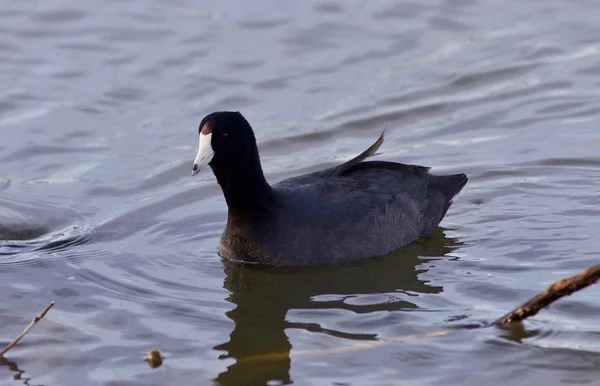 Beau fond avec une incroyable foulque américaine dans le lac — Photo