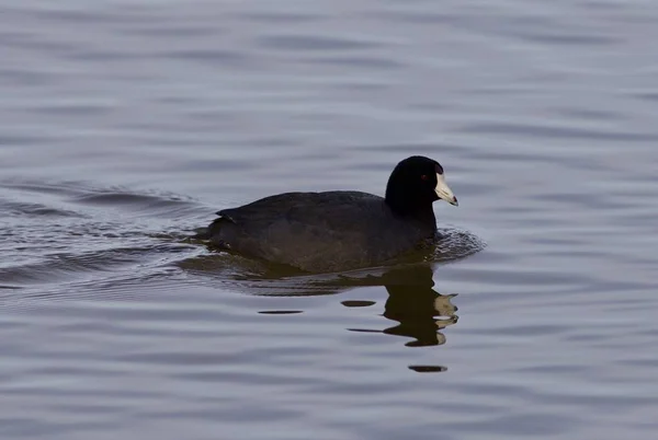 湖で驚くべきアメリカの coot と美しい背景 — ストック写真