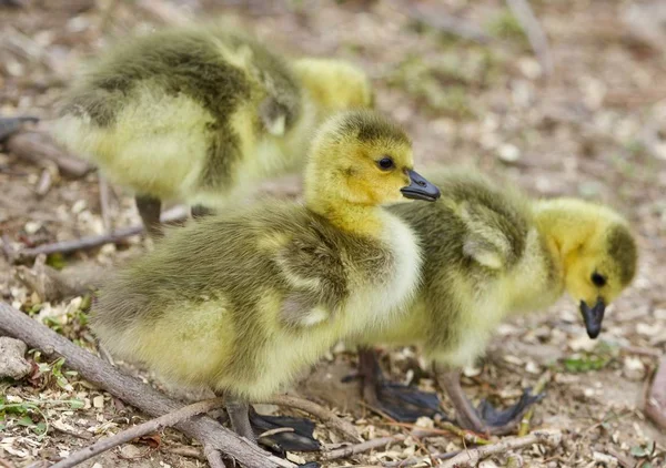 Beautiful background with several cute funny chicks of Canada geese — Stock Photo, Image