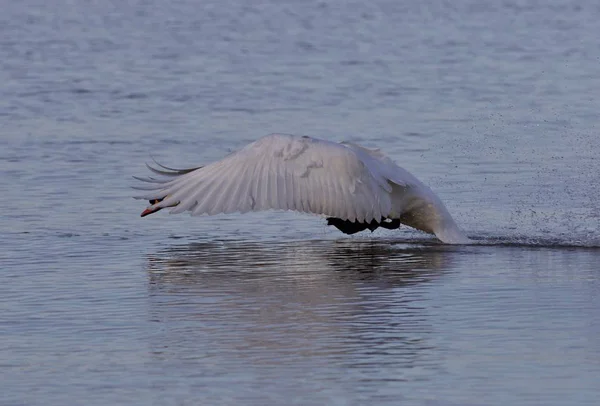 Piękny obraz z potężnym swan take off — Zdjęcie stockowe