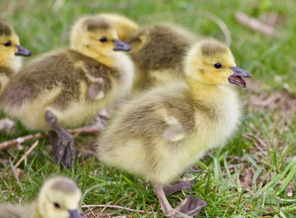 Hermoso fondo con varios polluelos divertidos lindos de gansos de Canadá —  Fotos de Stock