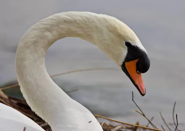 具有较强的疣鼻天鹅的美丽背景 — 图库照片
