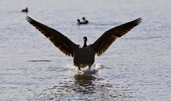 Mooie achtergrond met een landing Canada goose — Stockfoto