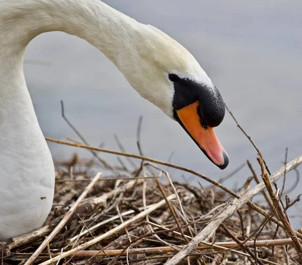 Beautiful background with a strong mute swan — Stock Image Beautiful background with a strong mute swan Royalty Free Stock Images