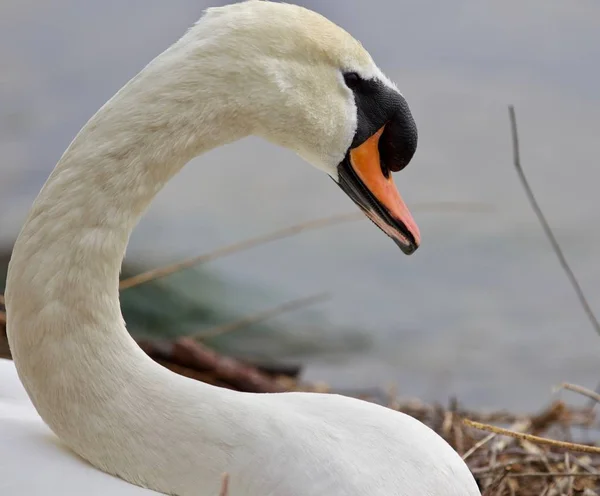 Beautiful background with a strong mute swan — Stock Image Beautiful background with a strong mute swan Stock Picture