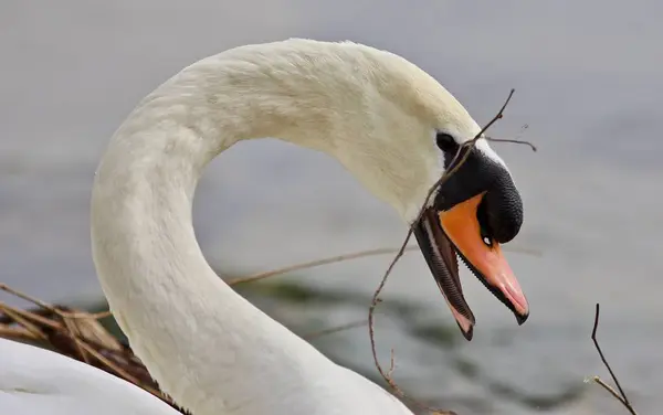 Beautiful isolated photo of a mute swan constructing the nest — Stock Image Beautiful isolated photo of a mute swan constructing the nest Royalty Free Stock Images