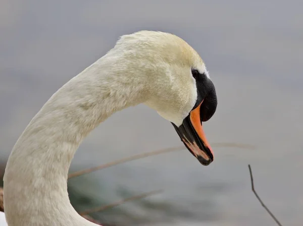 Beautiful portrait of a strong mute swan — Stock Image Beautiful portrait of a strong mute swan Stock Photo
