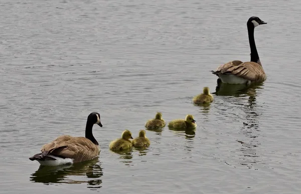 Beautiful isolated image of a young family of Canada geese swimming Stock Picture