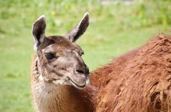 Postkarte mit einem Lama, das auf einem Feld in die Kamera blickt — Stockfoto