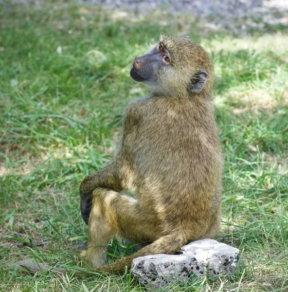 Isolerade foto av en rolig babian tittar åt sidan — Stockfoto