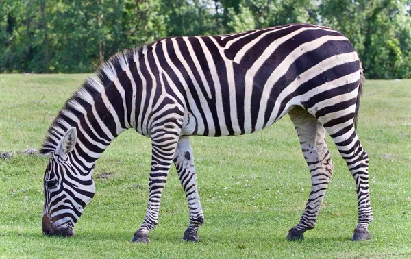Foto com uma zebra comendo a grama em um campo — Fotografia de Stock