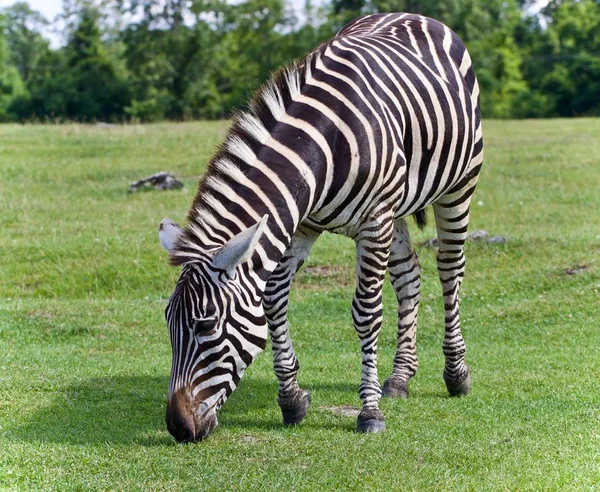 Na białym tle Zdjęcie zebra jedzenie trawy — Zdjęcie stockowe