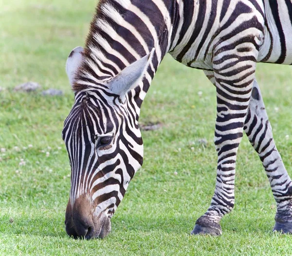 Imagem de uma zebra comendo a grama em um campo — Fotografia de Stock