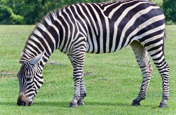 Imagem de uma zebra comendo a grama em um campo — Fotografia de Stock