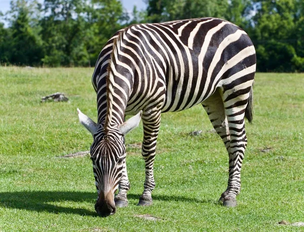 Foto com uma zebra comendo a grama em um campo — Fotografia de Stock