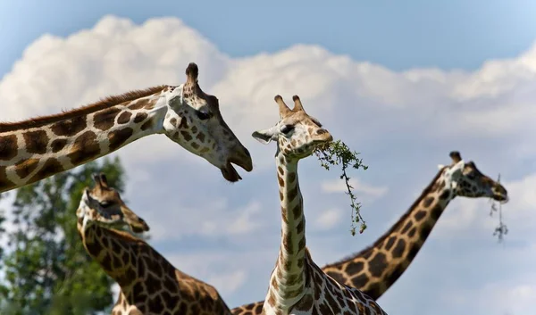 Imagen aislada de unas lindas jirafas comiendo hojas — Foto de Stock